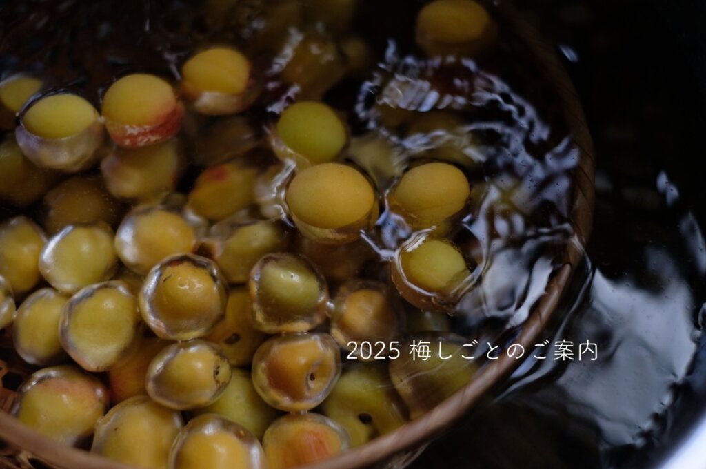 2025 梅しごとのご案内