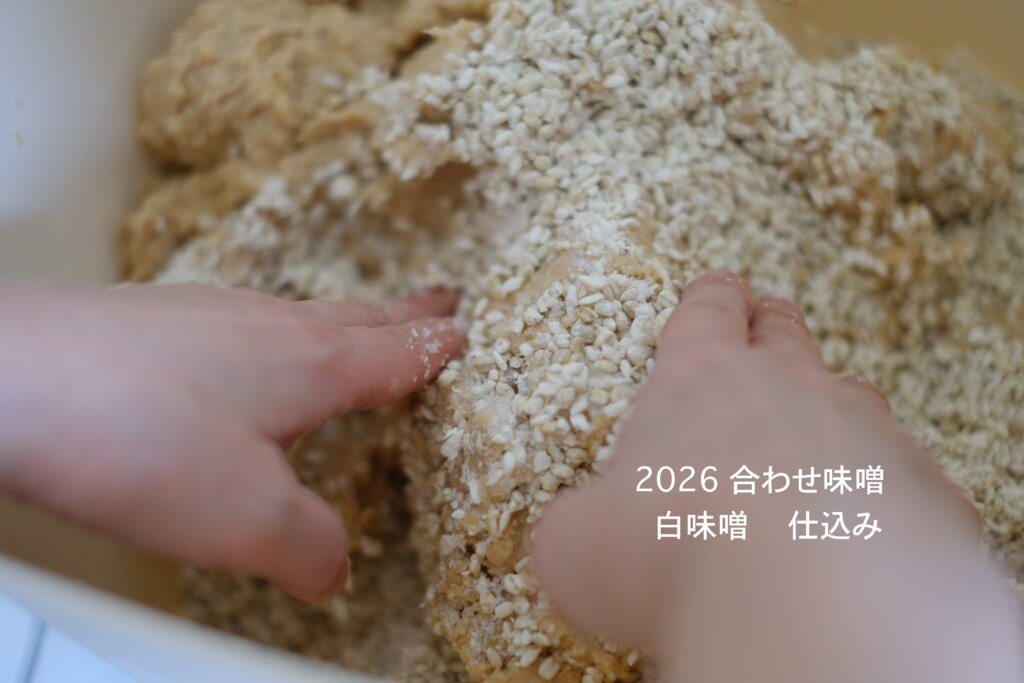 2026 合わせ味噌白味噌仕込み